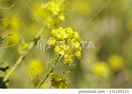 景觀與油菜花 景觀與油菜花 135299523