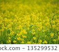 Rapeseed fields spreading all over 135299532