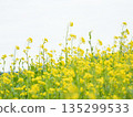 Rape blossoms blooming on the bank 135299533