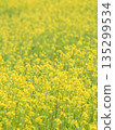 Rapeseed fields spreading all over 135299534