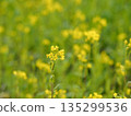 Rape blossoms blooming in the rape field 135299536