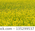 Rapeseed fields spreading all over 135299537