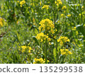 Rape blossoms blooming in spring fields 135299538