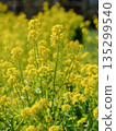 Rapeseed fields spreading all over 135299540