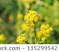 Rape blossoms bathed in spring light 135299542