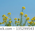 Rape blossoms shining in the blue sky 135299543
