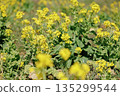 Rapeseed fields spreading all over 135299544