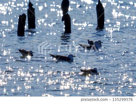 Seagulls with perches Seagulls with perches 135299576