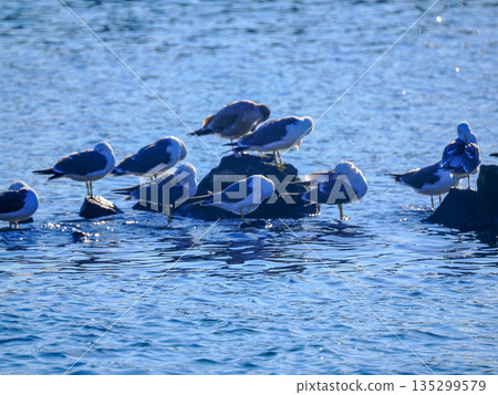 Seagulls with perches 135299579