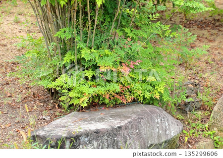 Colored nandina leaves Colored nandina leaves 135299606