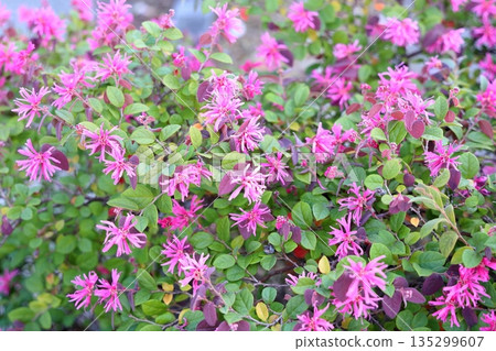 Vivid red witch hazel flowers Vivid red witch hazel flowers 135299607