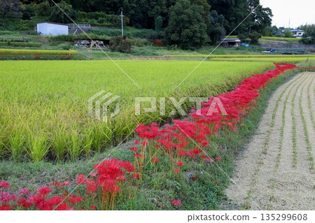 Vivid red spider lily flowers Vivid red spider lily flowers 135299608