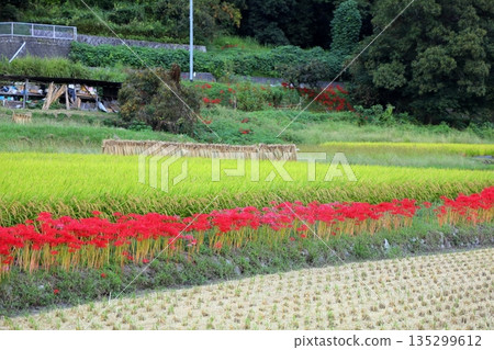 鮮豔的紅色蜘蛛百合花 135299612