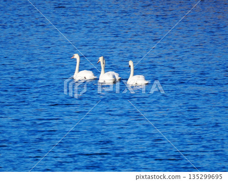 漂浮在水面上的天鵝 135299695
