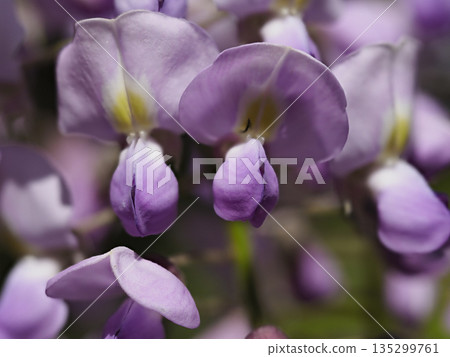 Close-up of wisteria flower Close-up of wisteria flower 135299761