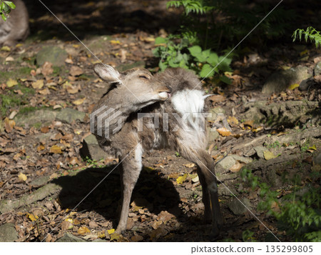 Fawns during molting Fawns during molting 135299805