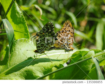 黑尾貝母風景 135300855