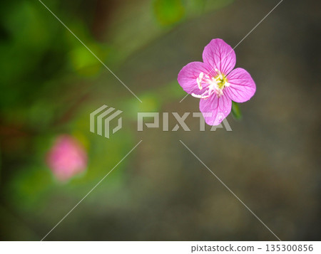 有睡蓮葉的風景 135300856