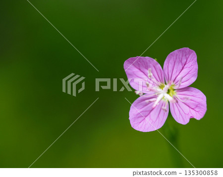 有睡蓮葉的風景 135300858