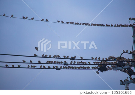 Sparrows in winter Sparrows in winter 135301695