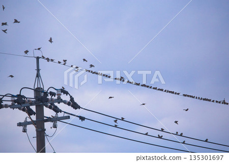 Sparrows in winter Sparrows in winter 135301697