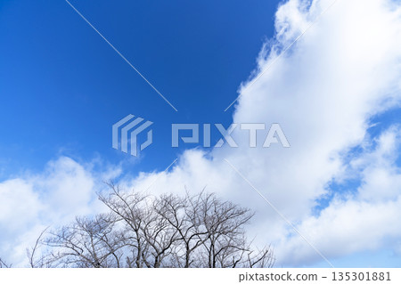 冬日的天空、雲彩和樹木 冬日的天空、雲彩和樹木 135301881