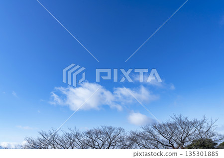Winter sky, clouds and trees Winter sky, clouds and trees 135301885