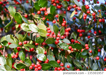 Amami holly Okinawa holly Amami holly Okinawa holly 135301957