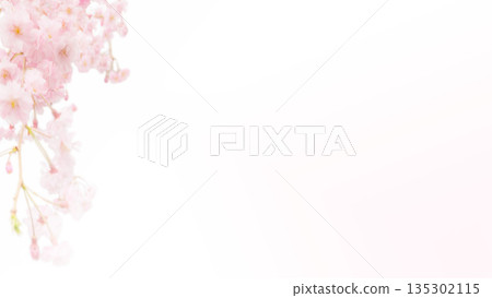 Pale cherry blossom background, white background, copy space Pale cherry blossom background, white background, copy space 135302115