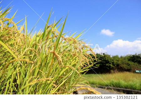 稻田彰（Inada Akira Inaho） 135302121