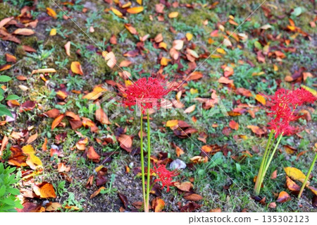 秋日氣氛：紅蜘蛛百合 135302123