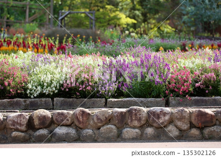 可愛的藍花 135302126