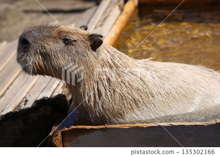 Capybara soaking in hot springs 135302166