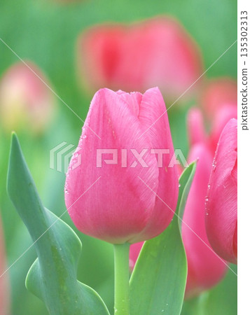 鬱金香雨滴深粉紅色 鬱金香雨滴深粉紅色 135302313