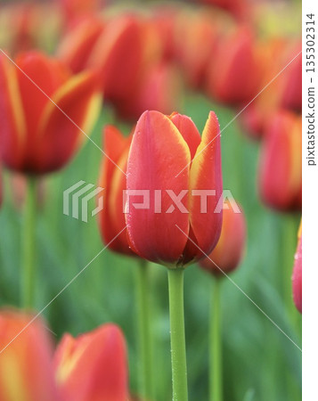 紅色鬱金香 135302314