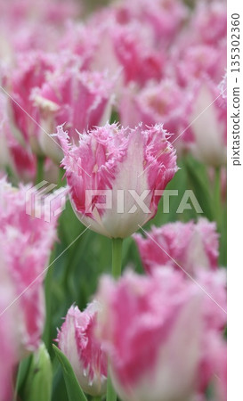 Tulip Spring Festival 135302360