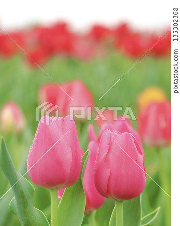 Tulips Talking Tulips Talking 135302368