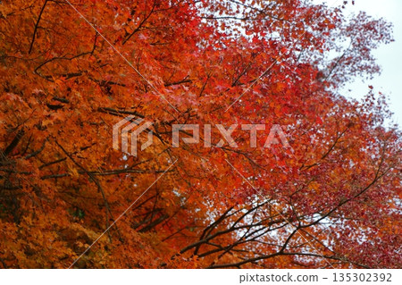 Burning Autumn: The sky is filled with crimson 135302392