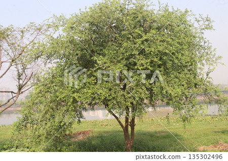 jujube tree plant on farm 135302496