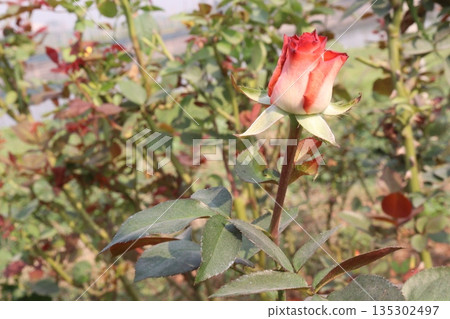 rose on tree in farm for sell rose on tree in farm for sell 135302497