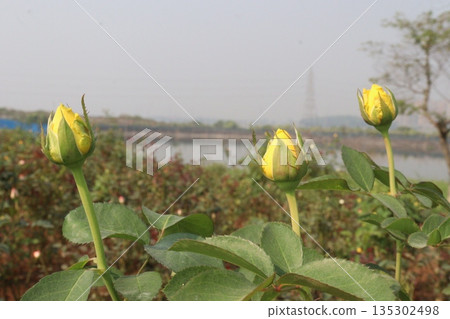 rose on tree in farm for sell 135302498