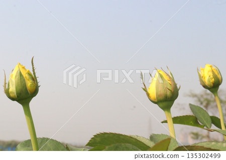 rose on tree in farm for sell rose on tree in farm for sell 135302499