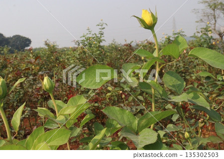 rose on tree in farm for sell rose on tree in farm for sell 135302503
