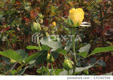 rose on tree in farm for sell 135302506
