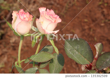 rose on tree in farm for sell 135302509