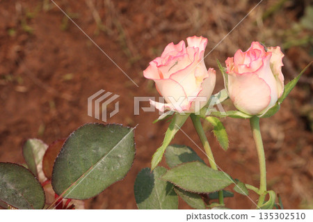 rose on tree in farm for sell 135302510