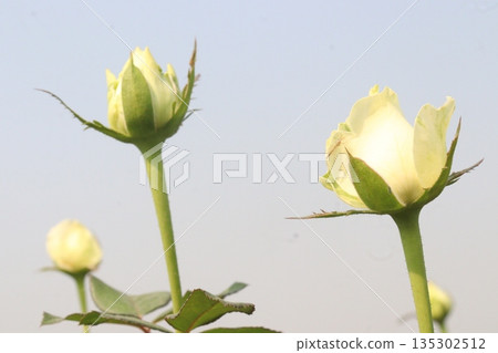 rose on tree in farm for sell 135302512