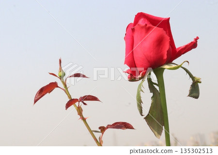 rose on tree in farm for sell 135302513
