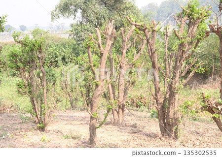 Murraya paniculata flower plant on farm Murraya paniculata flower plant on farm 135302535