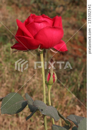 rose on tree in farm for sell rose on tree in farm for sell 135302541